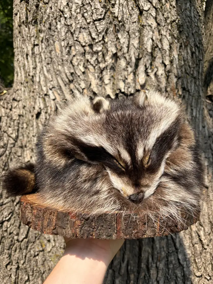 Crockett Style Hat — handmade Racoon fur piece